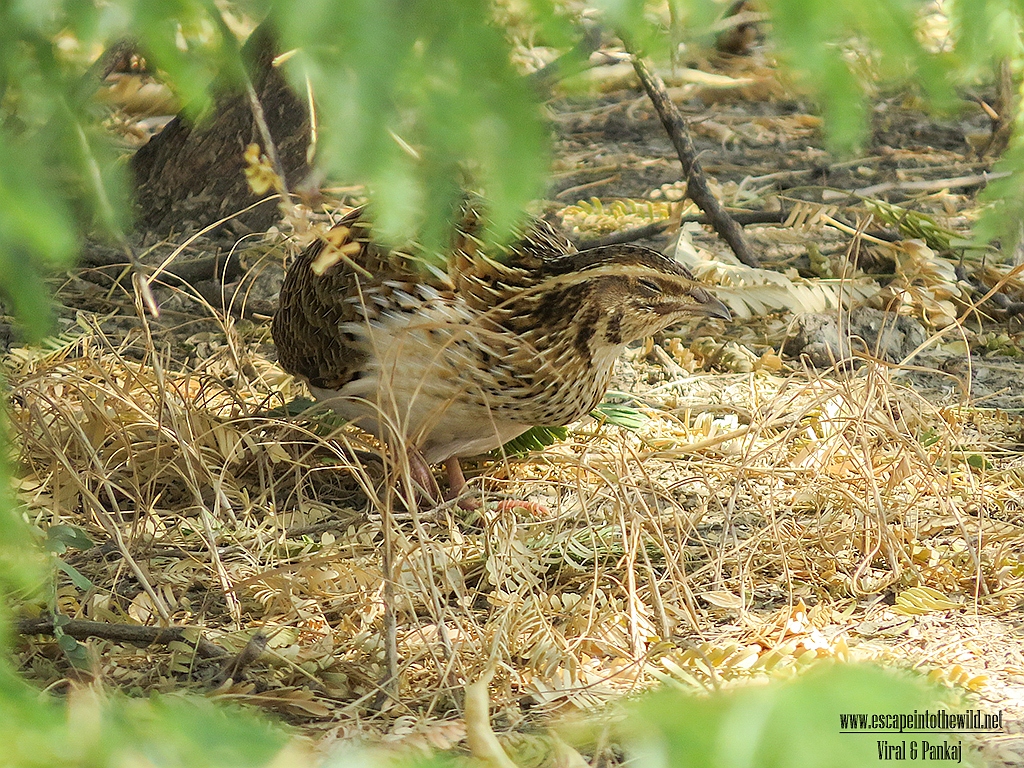 Common Quail